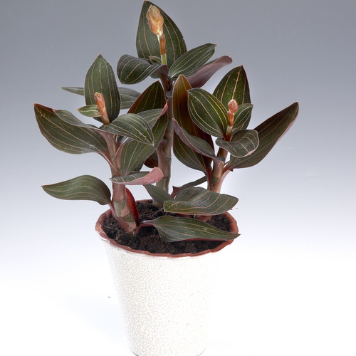 Ludisia Orchidaceae (11511)