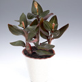 Ludisia discolor.jpg