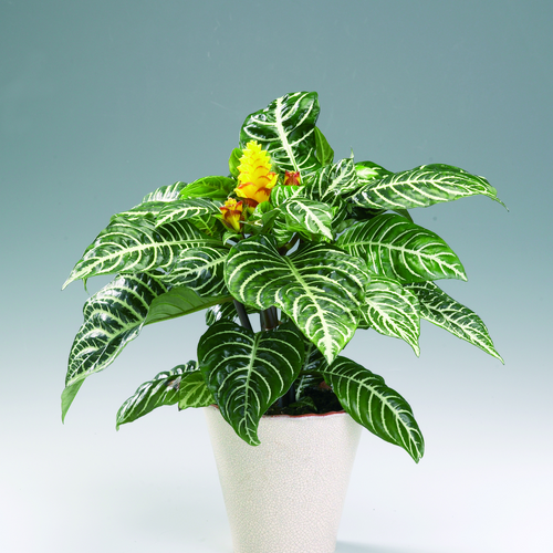 Aphelandra Acanthaceae (6559)