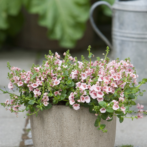 Diascia Scrophulariaceae (8720)