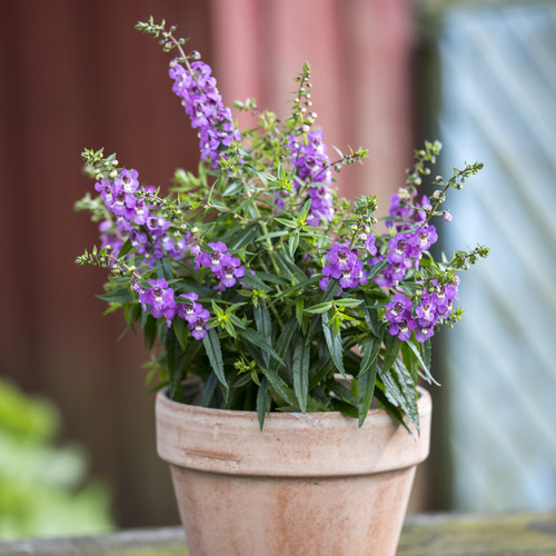 Erysimum Brassicaceae (8973)