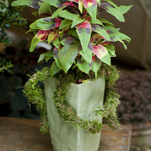 Amaranthus Amaranthaceae (6461)