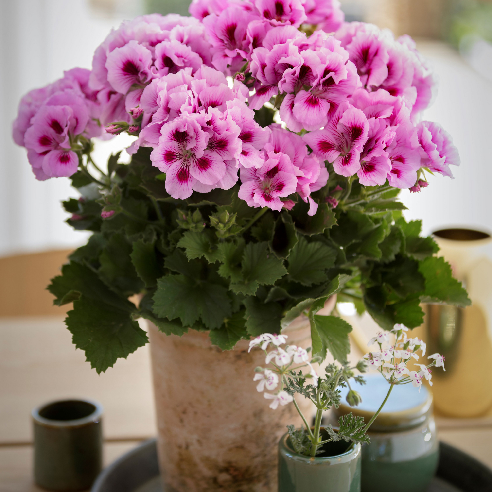 Engelske pelargonier 