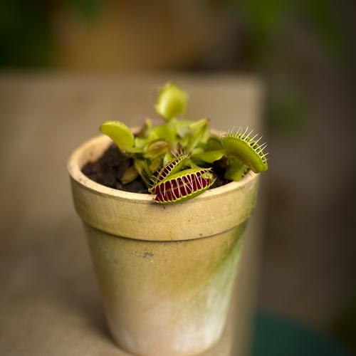 Dionaea Droseraceae (8746)