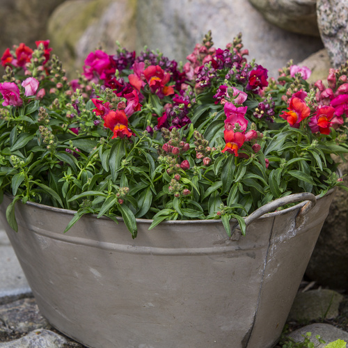 Antirrhinum Scrophulariaceae (6553)