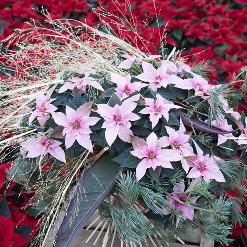 Euphorbia Euphorbiaceae (392581)