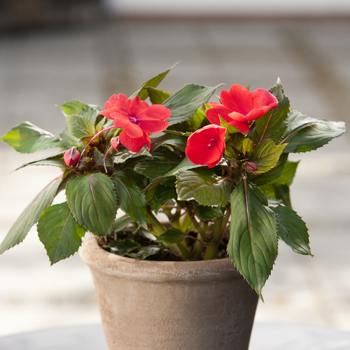 Impatiens Balsaminaceae (10651)