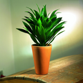 2428-dracaena der.tif