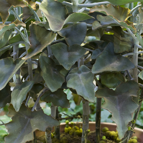 Kalanchoe Crasulaceae (10825)