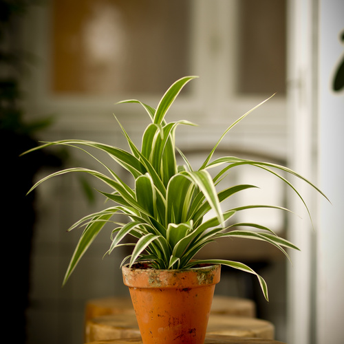 Chlorophytum Liliaceae (8039)