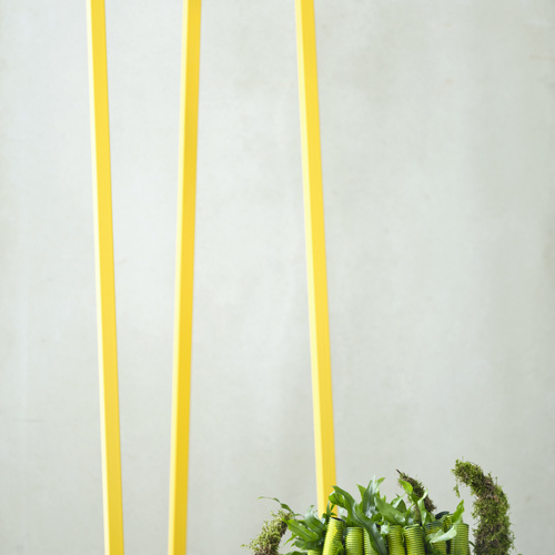 Microsorum Polypodiaceae (11635)