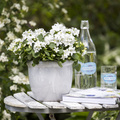 campanula_carpatica_white_ball_01.JPG